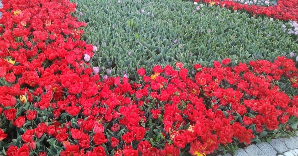 Pin Oleh Gul Gulsima Di Flowers Mawar Cantik Bunga Peony Kebun Bunga