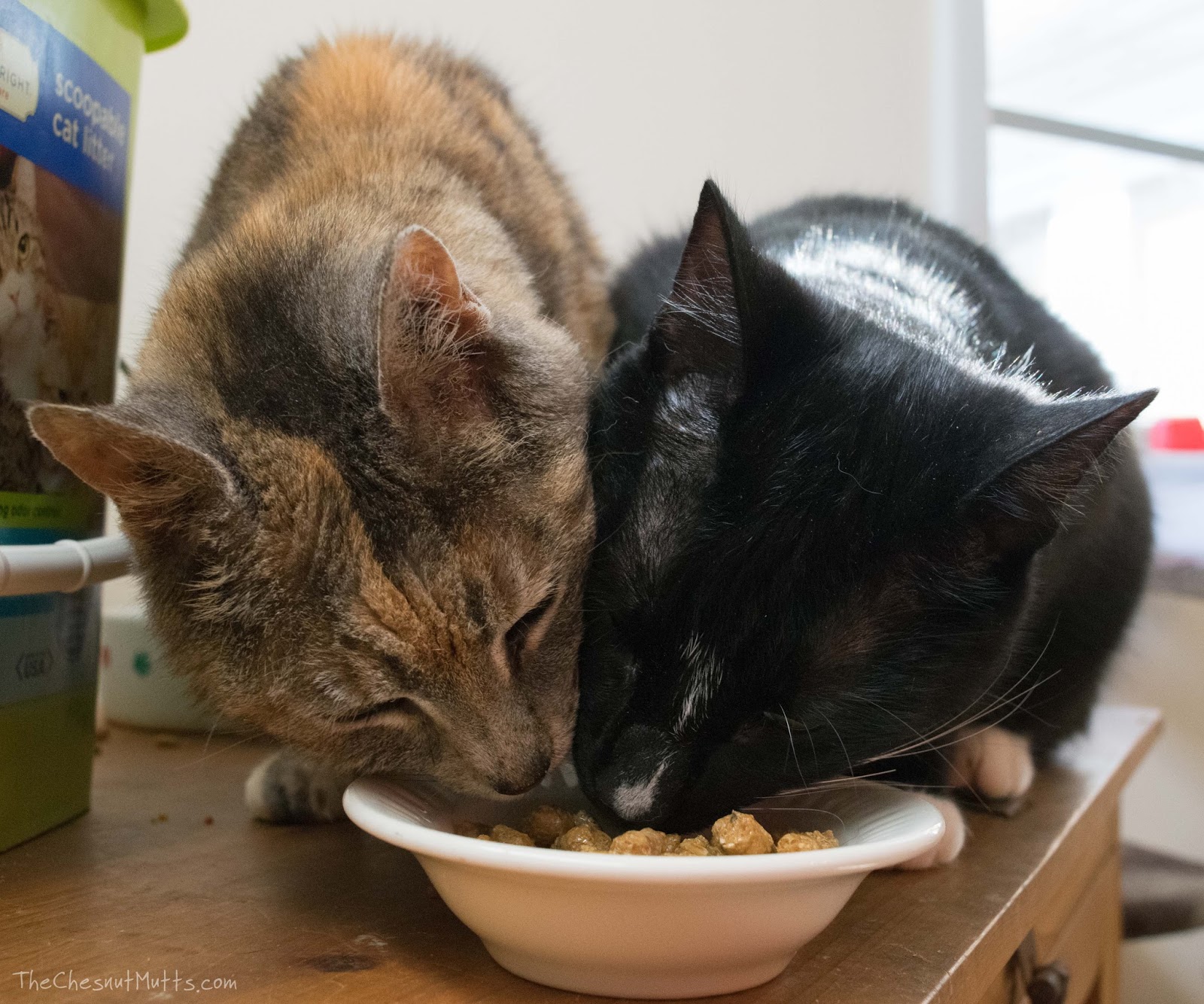 Review Giveaway Giving Your Cat The Best With Only Natural Pet