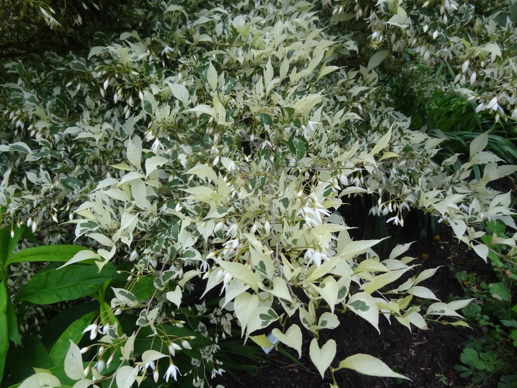 Flora Wonder Blog Sebright Variegation Tour