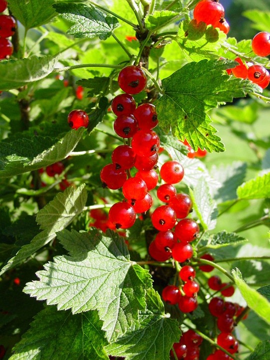 How to Grow Currants, Lots of Tips and Ideas for Growing Currants Everything About Garden