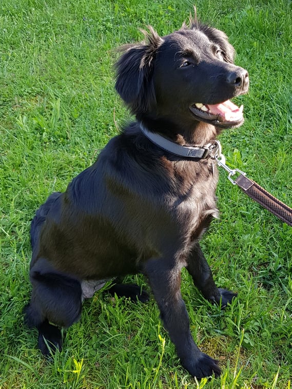 Überraschungspaket Hund ein Hundeblog der zeigt, wie unterschiedlich