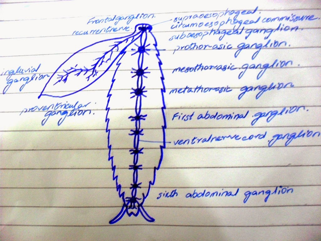 Ahson Ul Haq: Biology FSc Part 2 Practical Diagram