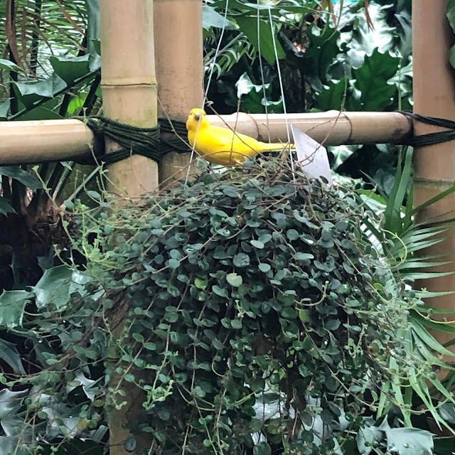 Brilliant yellow canary singing at Bolz Conservatory in Madison, Wisconsin