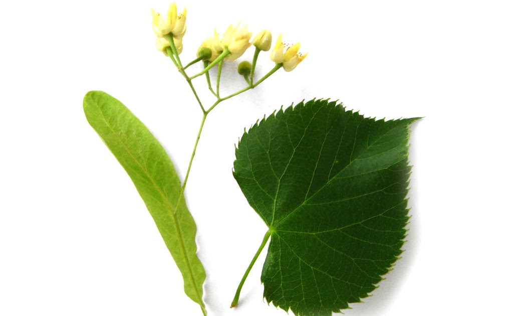 Tilia, Basswood or Lime