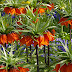 The Crown imperial or Kaiser's Crown (Fritillaria imperialis)