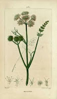 Filipendula Vulgaris