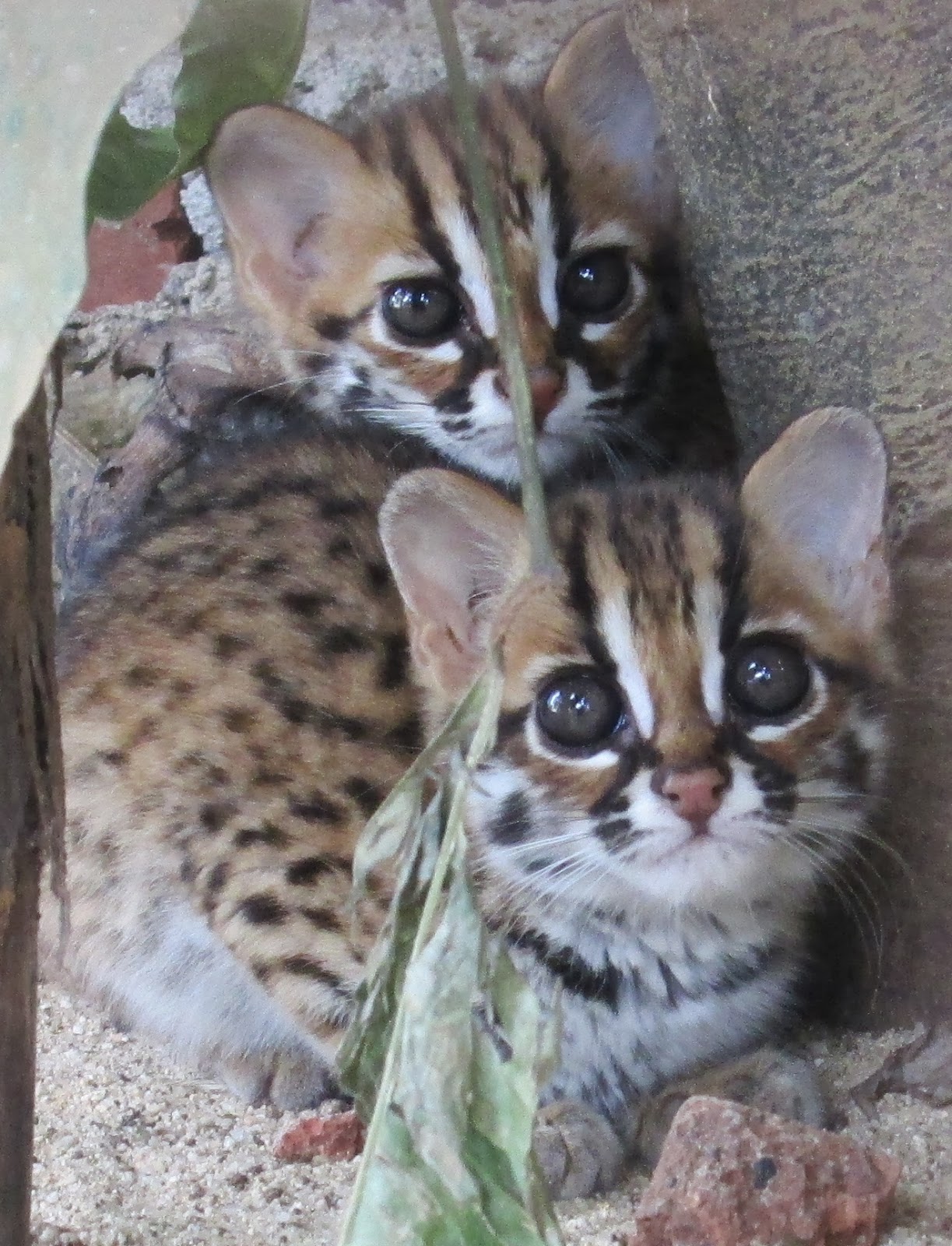 Kucing Hutan ( Felis bengalensis ) - KONSERVASI ALAM