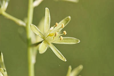 Bath asparagus flower