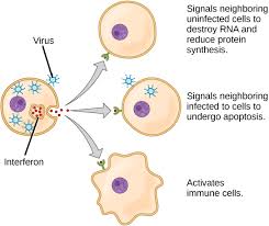 Infographics on Immune cells are engulfing and breaking down viruses