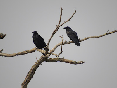 Sacramento National Wildlife Refuge California auto tour birding