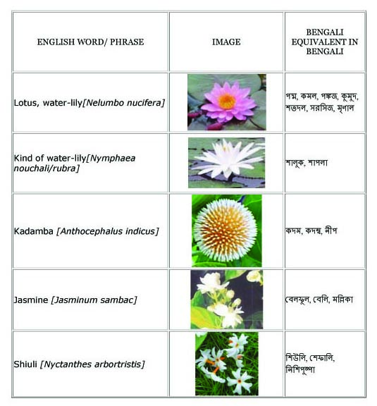 Flowers English To Bangla Meaning English Bengali Grammar Flowers English To Bangla Meaning English Bengali Grammar