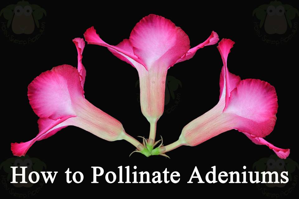 Ramvaidyblog Adenium obesum, DESERT ROSE Ornamental