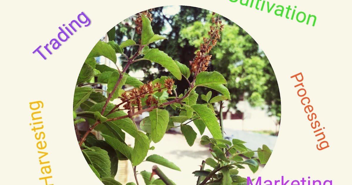 Commercialization of medicinal plants (Part 1)....