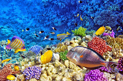 coral reef wallpapers desktop backgrounds reefs tropical sea fish earth diving
