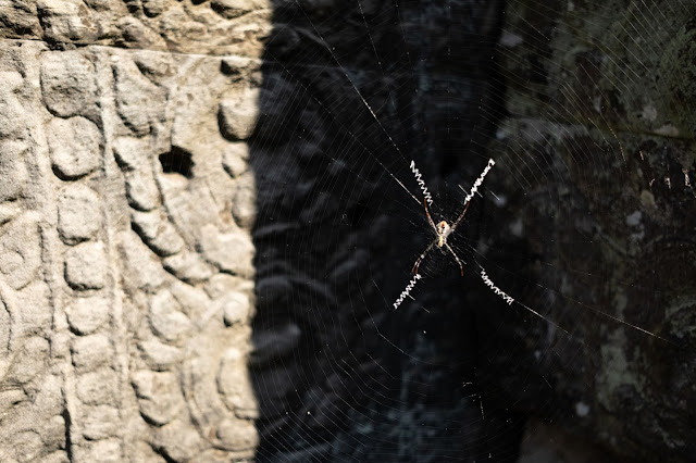 Temple Spider