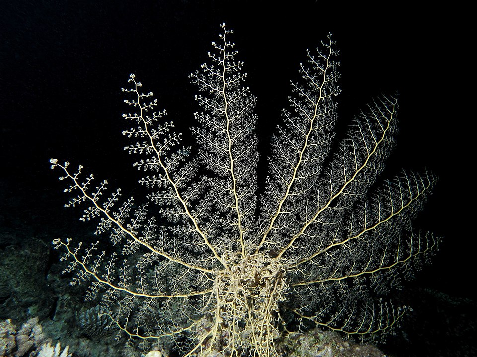 Basket star unique characteristics, (Euryalina) Shetland Argus facts