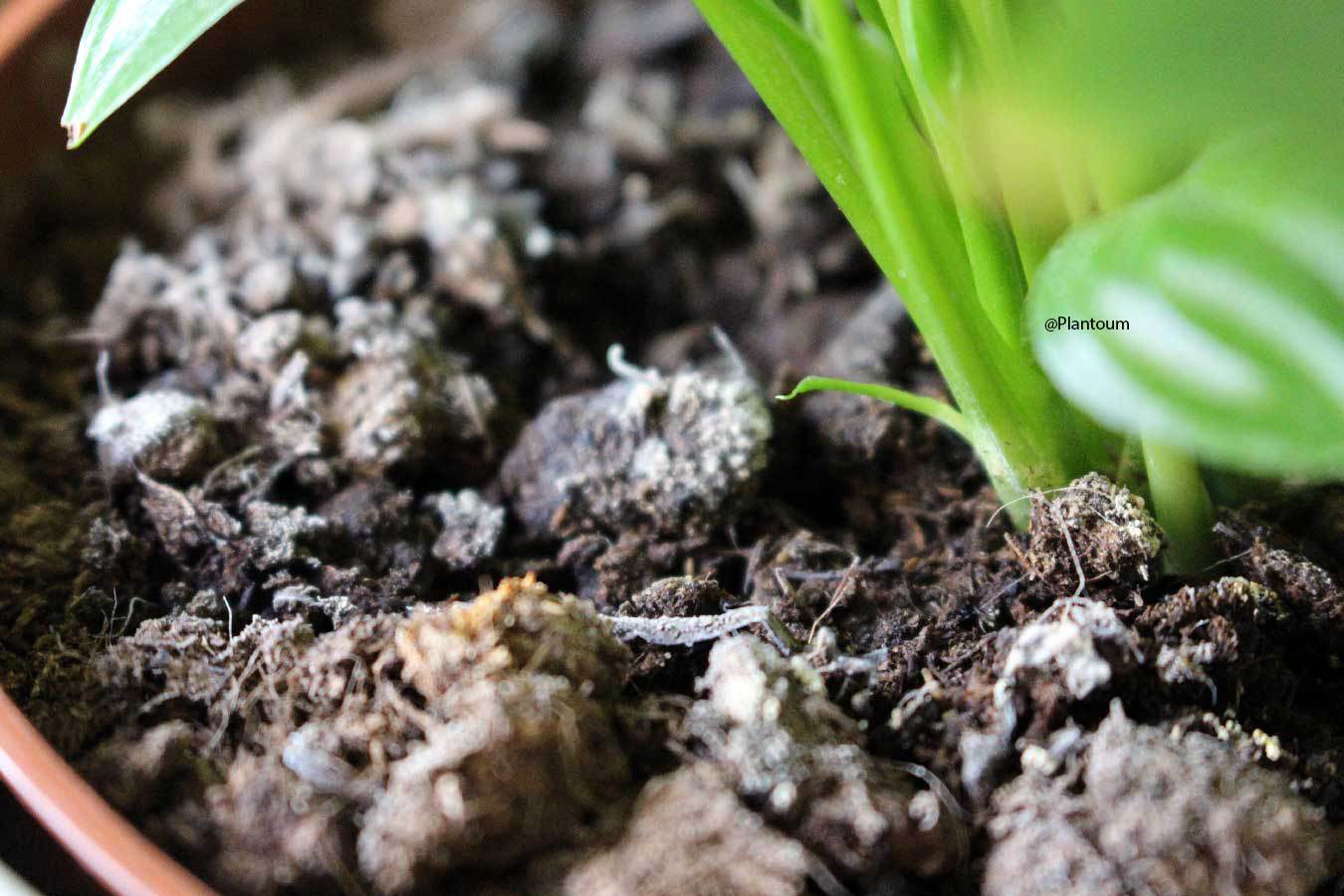 Moisissures sur le terreau des plantes d'intérieur- Bloomling France