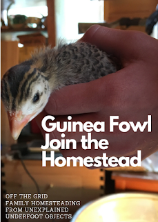 guinea fowl
