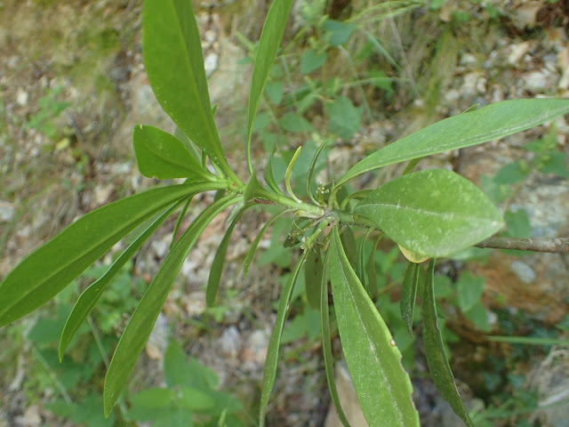 Daphne laureola Daphne laureola