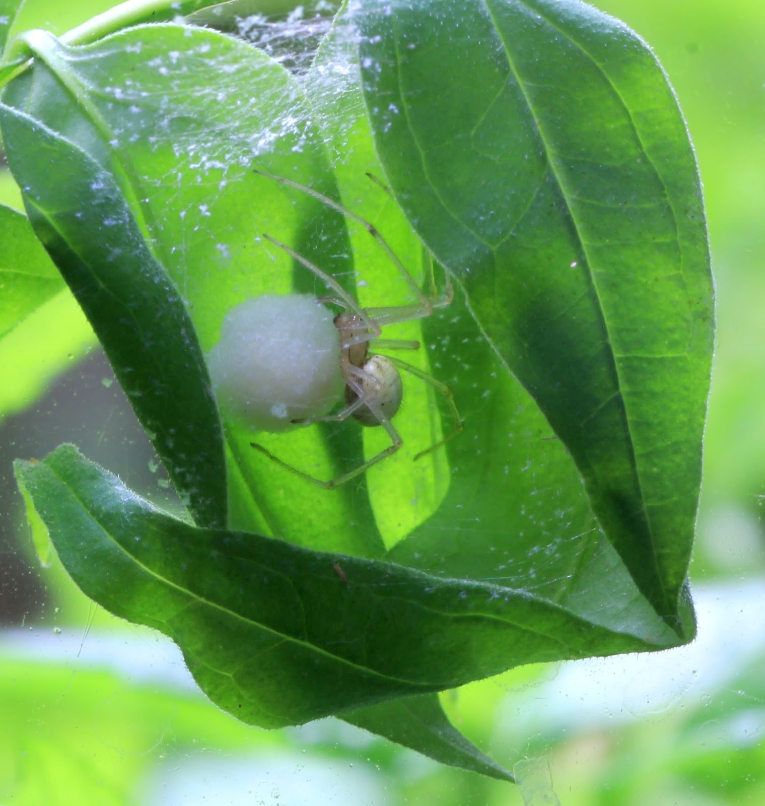 Meet The Spider That'S Smaller Than A Grain Of Rice! - kbui7x7