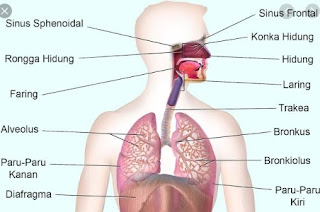 Sistem Pernafasan Sistem Pernafasan