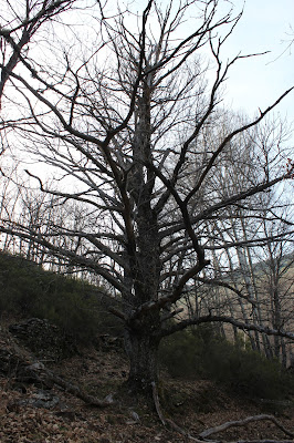 Abuelo Castaño. Valverde de los Arroyos