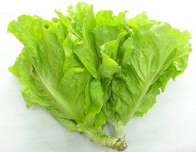 ăn rau diếp chữa bệnh trĩ nội ăn rau diếp chữa bệnh trĩ nội