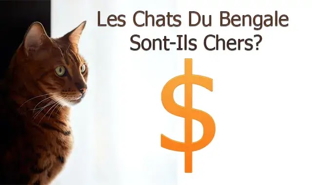 chat du bengal prix