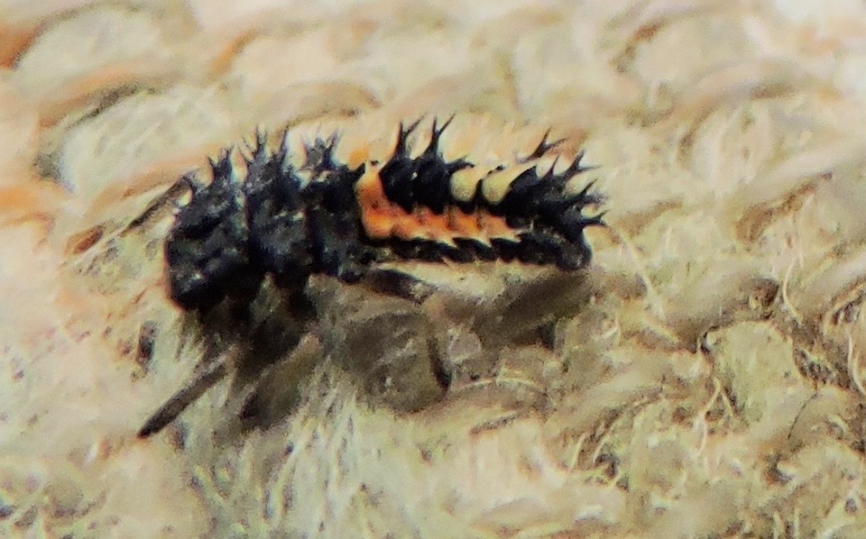 Asian Beetle Larvae 119