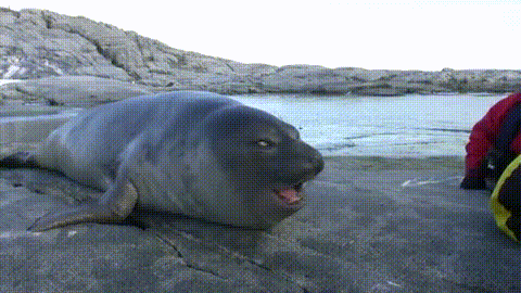 Excited seal