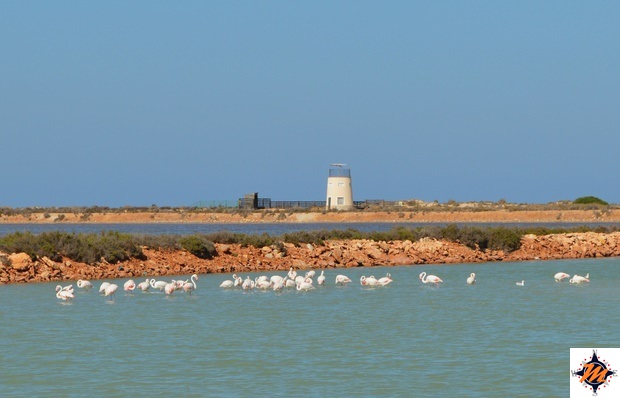 San Pedro de Pinatar, Parque Regional Salinas y Arenales San Pedro de Pinatar, Parque Regional Salinas y Arenales