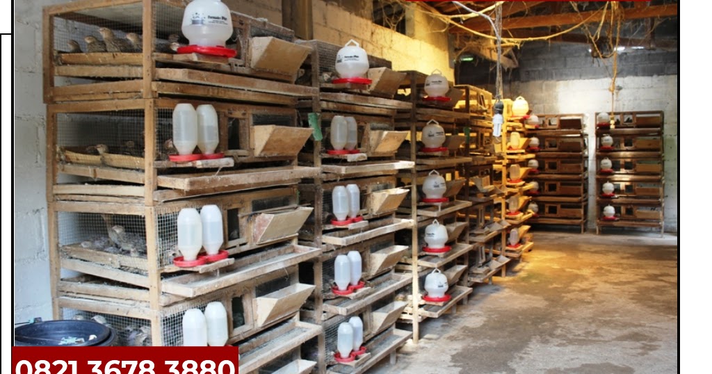 Jual Bibit Puyuh Jambi