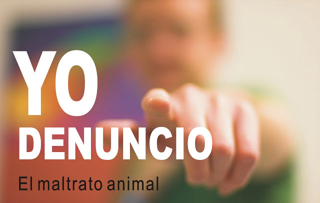 ¿CÓMO DENUNCIAR UN CASO DE MALTRATO ANIMAL?