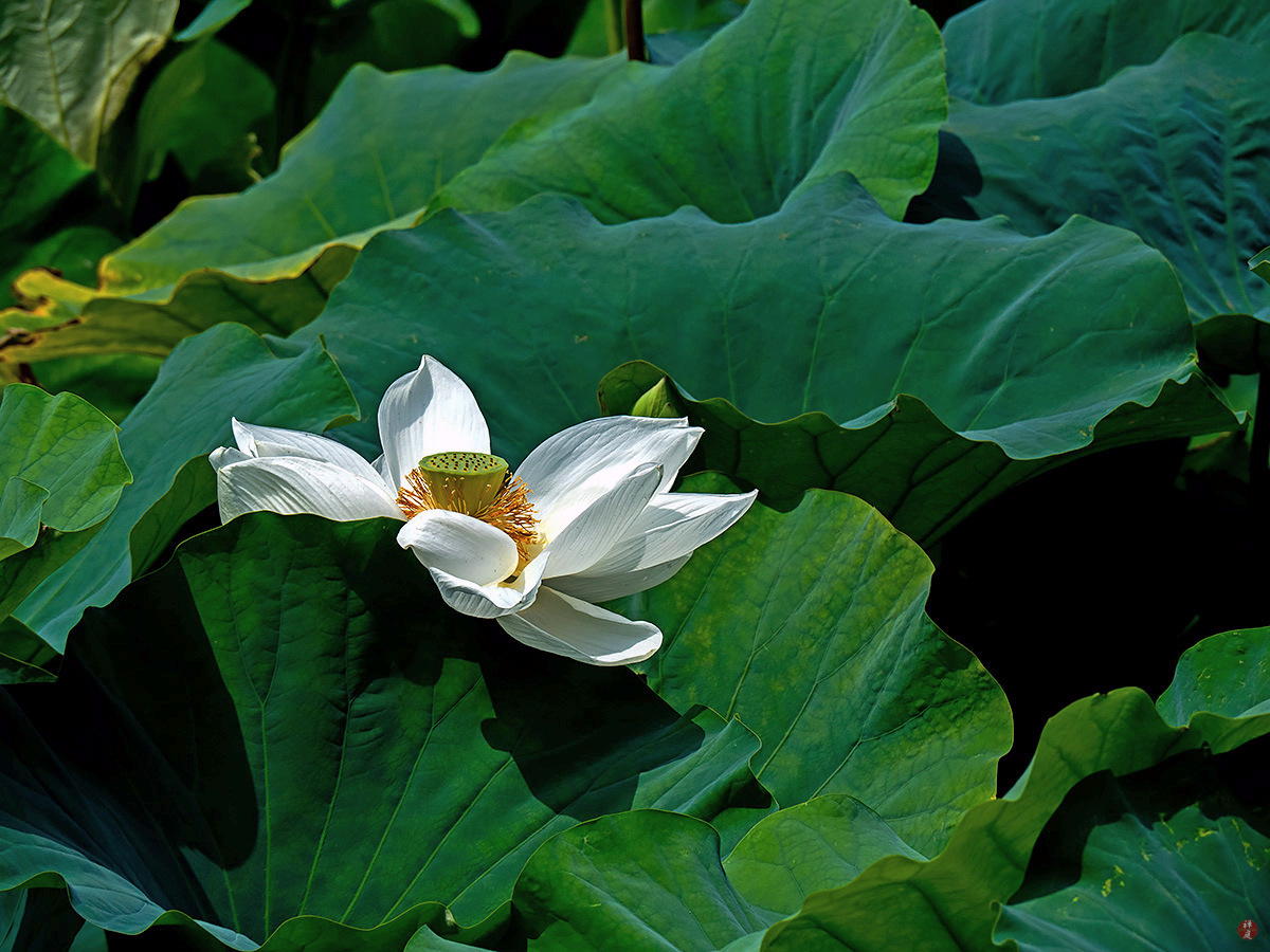 FROM THE GARDEN OF ZEN Sacred lotus flower Tsurugaokahachimangu