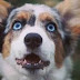 Ποιοι σκύλοι έχουν γαλανά μάτια; 