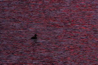 Naturfotografie Sonnenaufgang Morgenröte Lippeaue