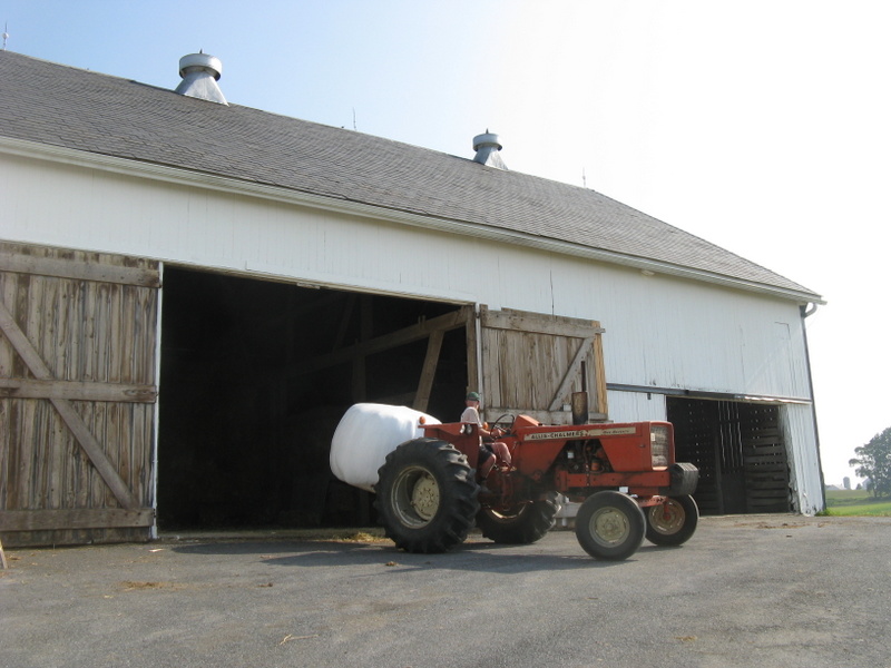 Happily married...to the cows! Feeding the Rye Grass...