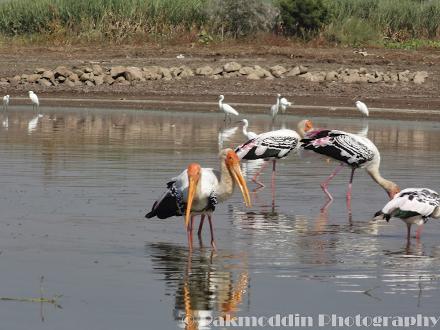 Migrated bird watching at Bhigwan kumbargaon - Simply amazing experience