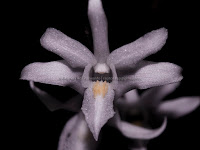 Anggrek | Orchid