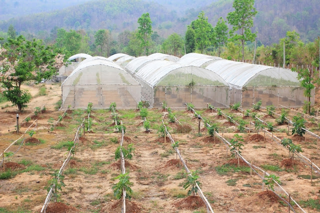 Rising Indian Influence on the World Health Rising Influence of Vedic Indian Lifestyle on the World