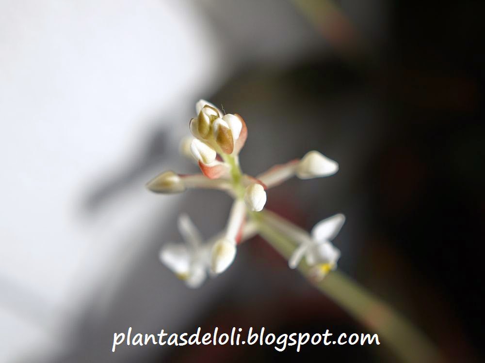 Flor De Ludisia Red Velvet