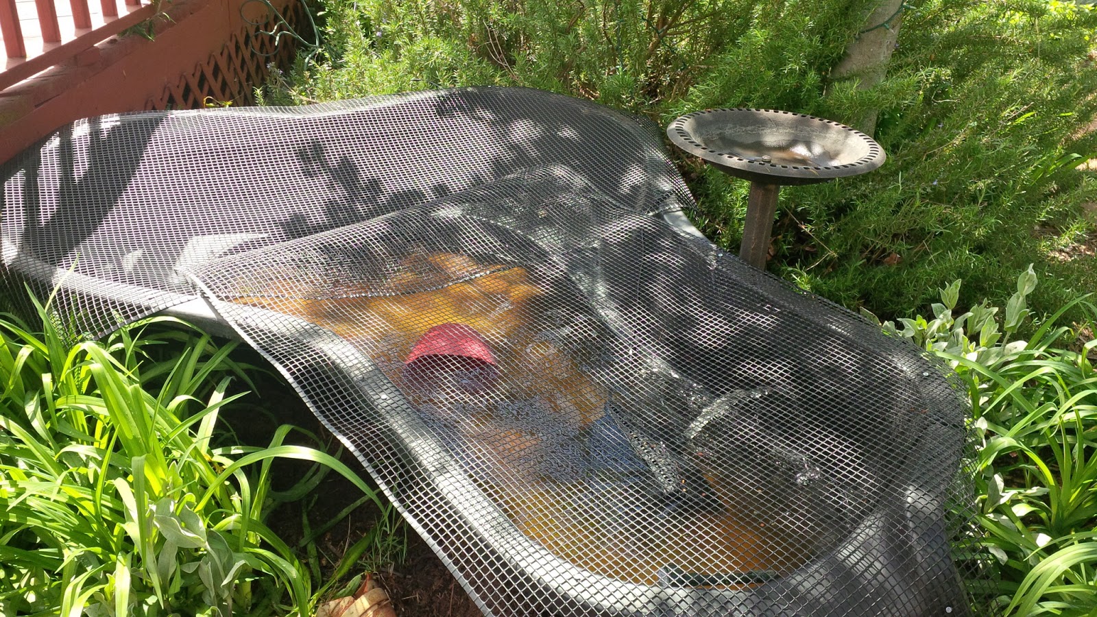 Бассейн для черепахи красноухой своими руками