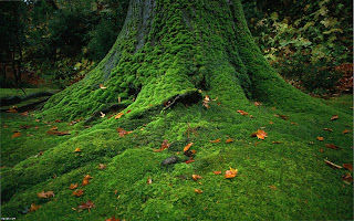 Moss Covered Tree Body HD Jungle Wallpaper