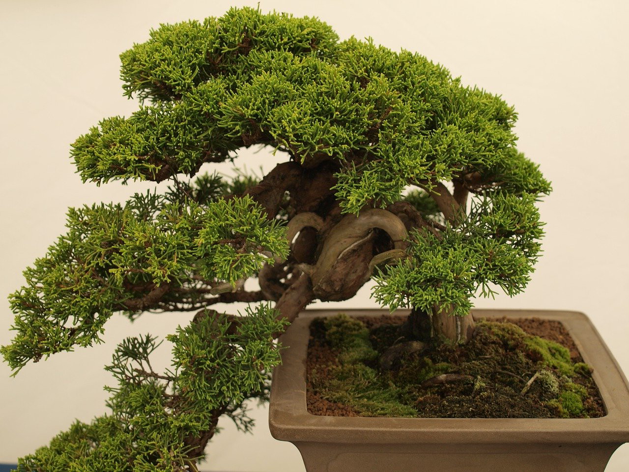 cara-menanam-bakalan-bonsai.jpg