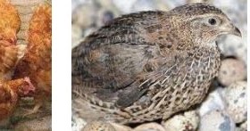 Kewirausahaan Bidang Budidaya Unggas Pedaging