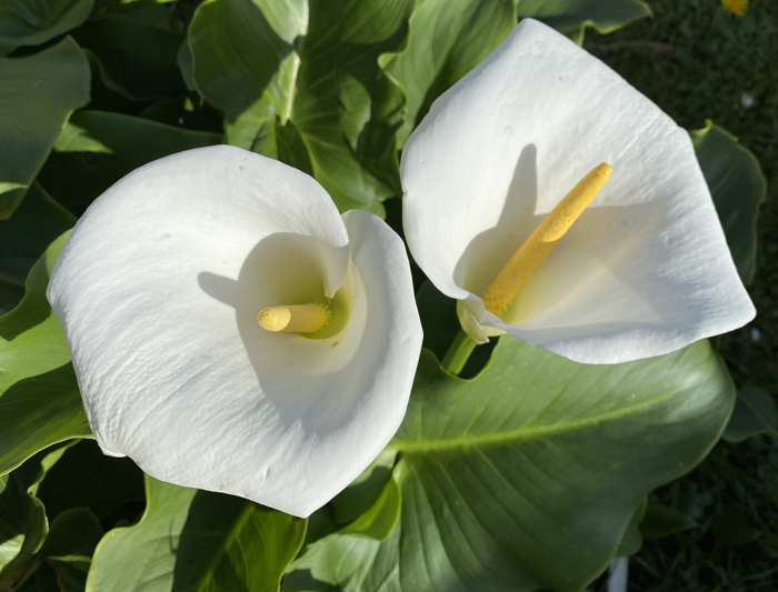 Flores silvestres de color blanco - 3