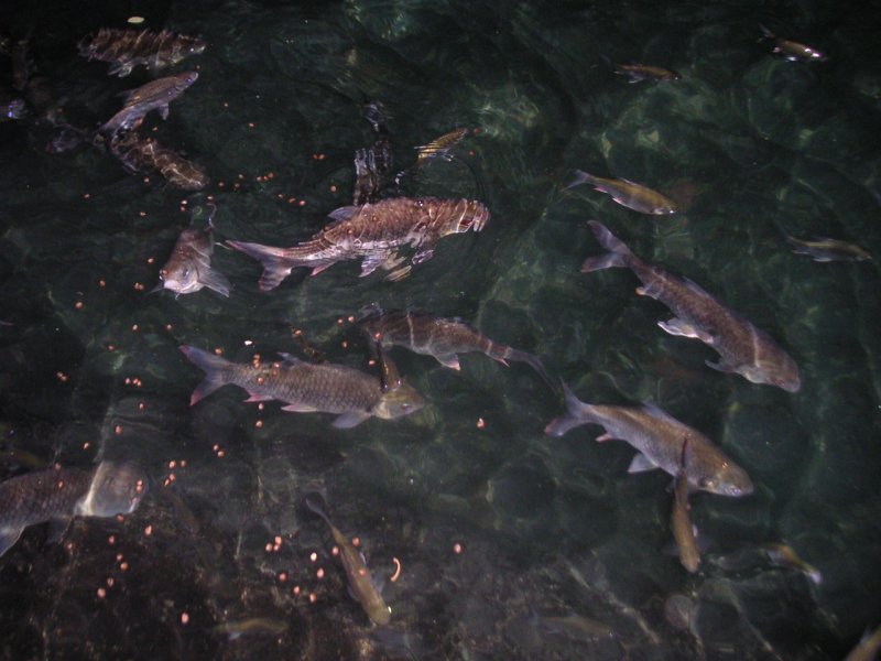 Ikan Keramat dan Kalelawar  di Gua Ngerong ID Tips Modem