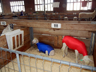 Lambs ready for the show at the Minnesota State Fair in Minneapolis