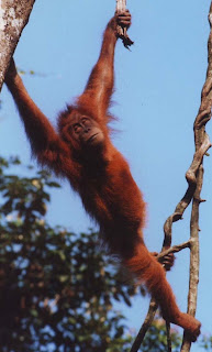 Sumatran orangutan