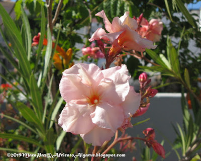 oleander bloom